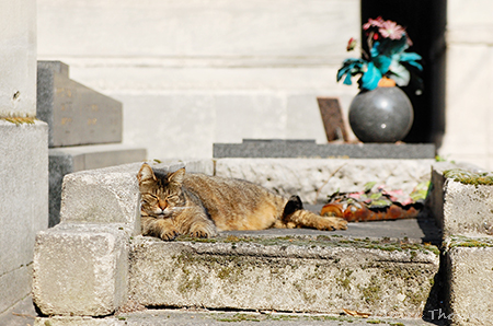 Montmartre cemetery cat