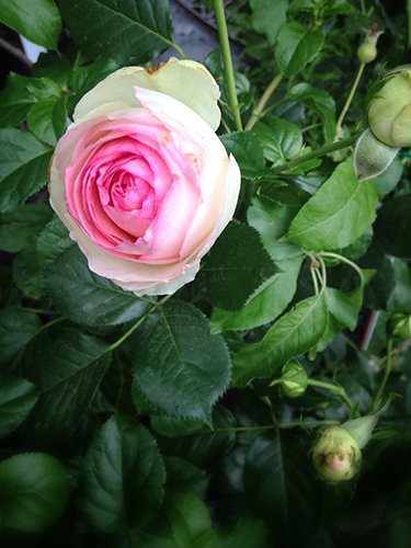 Paris garden rose