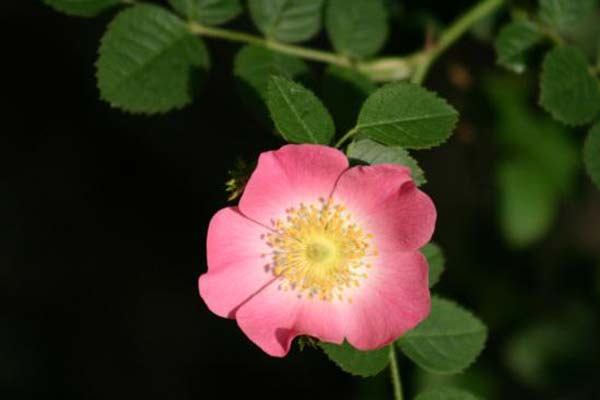 rosa eglanteria
